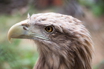 The eagle is vigilantly monitoring the situation around