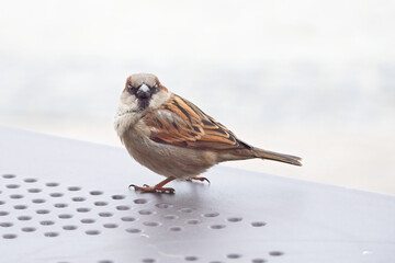 sparrow