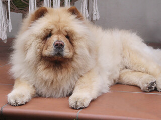 A fury chow chow dog lying on a patio