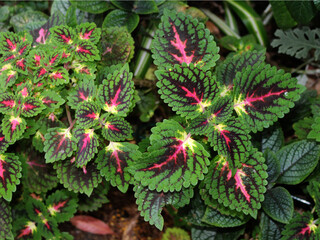 Colourful foliage of a Coleus plant growing in a garden