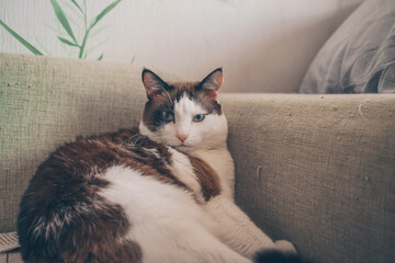 lying on sofa and looking at you cat