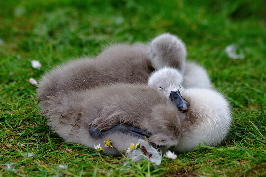 Two Cute Baby Cygnets Sleeping