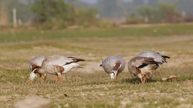 bar-headed or bar headed goose family or flock grazing grass full shot in an open field or grassland during winter migration at forest of cental india - anser indicus