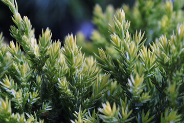 Background of new growth needles on a juniper shrub
