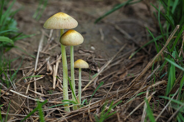 Bolbitius titubans, is a widespread species of inedible mushroom found in America and Europe.