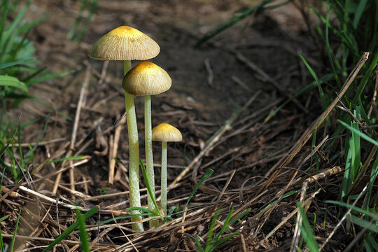 Bolbitius titubans, is a widespread species of inedible mushroom found in America and Europe.