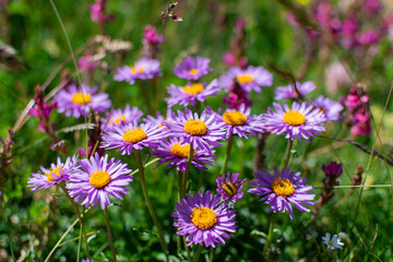 Obraz premium Spring Flowering in the Mountains