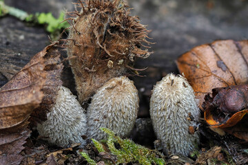 Coprinopsis lagopus is a species of fungus in the family Psathyrellaceae.