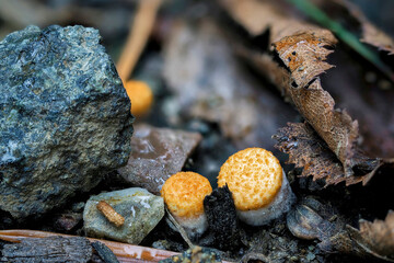 Crucibulum is a genus in the Nidulariaceae, a family of fungi whose fruiting bodies resemble tiny...