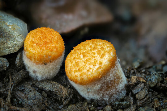 Crucibulum is a genus in the Nidulariaceae, a family of fungi whose fruiting bodies resemble tiny egg-filled birds nests.