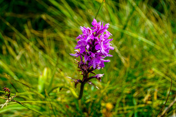 Beautiful blossoms of the heath spotted-orchid Dactylorhiza maculata