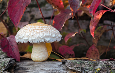 The Poplar Pholiota (Hemipholiota populnea) is an inedible mushroom