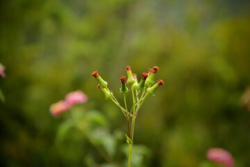 red poppy flower