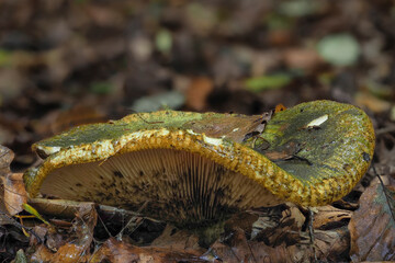 The Ugly Milkcap (Lactarius turpis) is a poisonous mushroom
