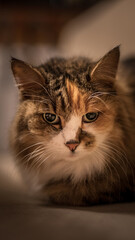 Braune Katze mit dunklen Augen