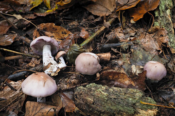 Clitocybe nuda, commonly known as the wood blewit and alternately described as Lepista nuda, is an edible mushroom native to Europe and North America.