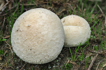 Lycoperdon pratense, commonly known as the meadow puffball, is a type of puffball mushroom in the genus Lycoperdon.