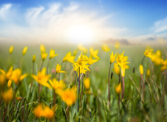 Obraz premium closeup wild yellow spring flowers in a grass at the sunset, natural seasonal background