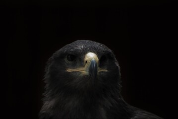 Falcon head on black background