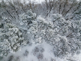 Aerial drone top view. Snow-covered conifers. Cloudy frosty winter morning.