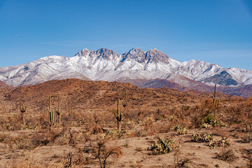 Snow capped mountains and saguaro cactus in the Sonoran desert