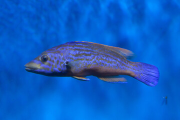 Cuckoo wrasse (Labrus mixtus).