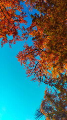 autumn in the forest