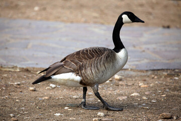 Canada goose (Branta canadensis).