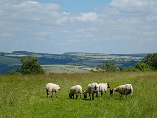 Fototapeta premium sheep grazing on top of a hill in Arundel West sussex