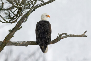 Original wildlife photograph of an American Bald Eagle perched on a snowy branch against a white sky with snowflakes