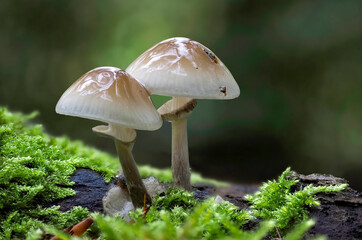 Oudemansiella mucida, commonly known as porcelain fungus, is a basidiomycete fungus of the family Physalacriaceae and native to Europe.