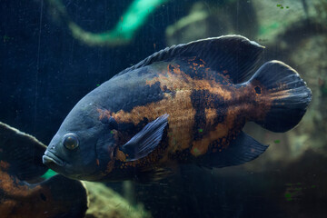 Oscar fish (Astronotus ocellatus).