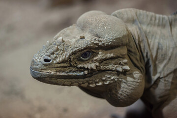 Rhinoceros iguana (Cyclura cornuta)