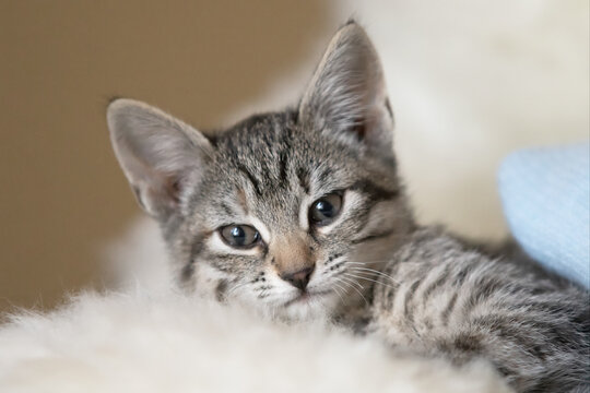 Original animal photograph of a little tabby kitten looking at the camera on a soft white background with baby blue