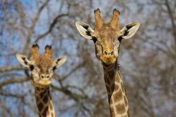 Angolan giraffe (Giraffa camelopardalis angolensis)