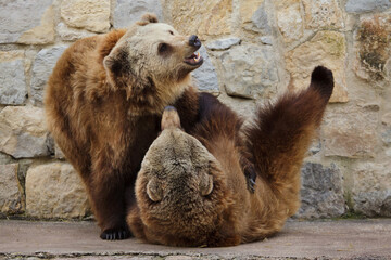 Brown bear (Ursus arctos).
