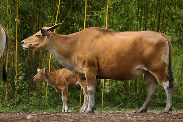 Javan banteng (Bos javanicus), also known as the tembadau