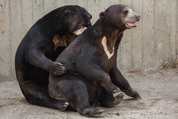 Malayan sun bear (Helarctos malayanus)