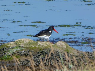 oystercatcher looking for food in the sea