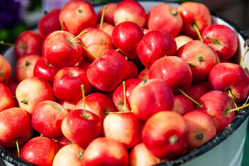 Close-up of a full bucket of ripe red small Ranetka apples against the backdrop of garden flowers, harvested in the fall in the village for making jam or juice.