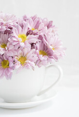 Original botanical still life photograph of a white coffee cup filled with pink daisies on white