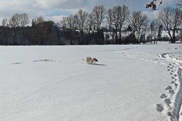 Sechs Monate alter Goldendoodle apportiert Frisbee im tiefen Schnee