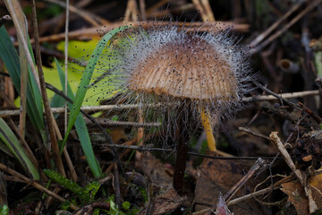 Spinellus fusiger, commonly known as the bonnet mold, is a species of fungus in the Zygomycota phylum.