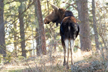 Original wildlife photograph of the backside of a female moose in the forest