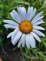 Obraz premium daisy flower