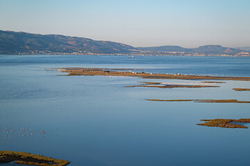 Flamingo herd