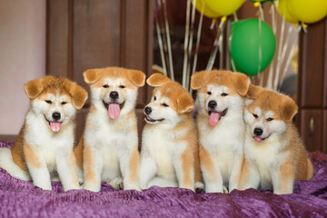 Fototapeta na wymiar Funny little akita inu puppies with balloons. Fluffy balls of happiness