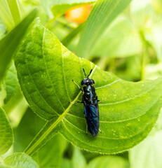 Black Soldier Fly perch on a green leaf in the garden.
The Black Soldier Fly (Hermetia illucens) is a coomon and widespread fly of the family Stratiomyidae
