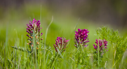 closeup green forest glade with wild flowers, natural spring background
