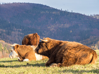 zwierzęta © Marcin